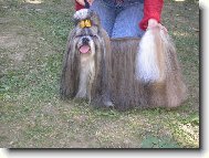 �icu, Shih-Tzu
