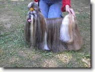 �icu, Shih-Tzu