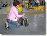 �icu, Shih-Tzu