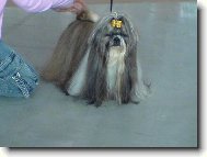 �icu, Shih-Tzu