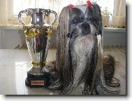 �icu, Shih-Tzu