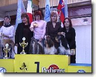 �icu, Shih-Tzu