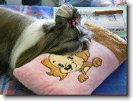 �icu, Shih-Tzu