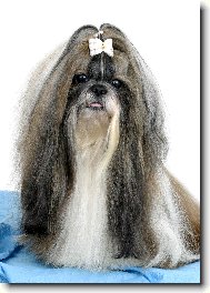 �icu, Shih-Tzu
