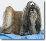 �icu, Shih-Tzu