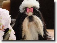 �icu, Shih-Tzu