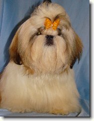 �icu, Shih-Tzu