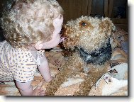Welsh Terrier