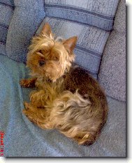 Jork��rsk� terier, Yorkshire Terrier,