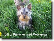 Jork��rsk� terier, Yorkshire Terrier,