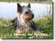 Jork��rsk� terier, Yorkshire Terrier,