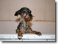 Jork��rsk� terier, Yorkshire Terrier,