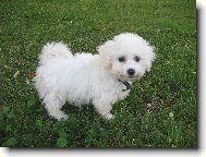 Bichon � poil fris�, Bichon Frise