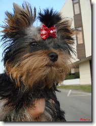 Jork��rsk� terier, Yorkshire Terrier,
