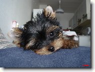 Jork��rsk� terier, Yorkshire Terrier,