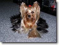 Jork��rsk� terier, Yorkshire Terrier,