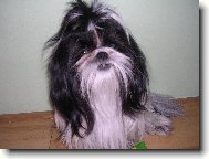 �icu, Shih-Tzu