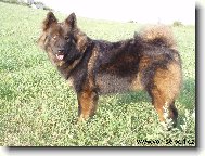 Eurasier