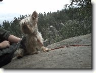 Jork��rsk� terier, Yorkshire Terrier,