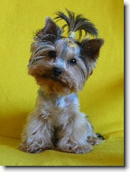 Jork��rsk� terier, Yorkshire Terrier,