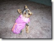 Jork��rsk� terier, Yorkshire Terrier,
