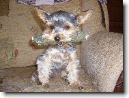 Jork��rsk� terier, Yorkshire Terrier,