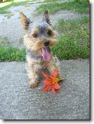 Jork��rsk� terier, Yorkshire Terrier,