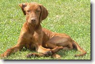 R�vidsz�r� Magyar Vizsla, Hungarian Short-haired Pointing Dog