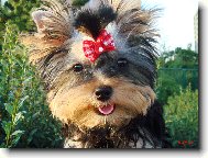 Jork��rsk� terier, Yorkshire Terrier,