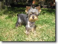 Jork��rsk� terier, Yorkshire Terrier,