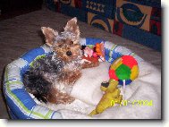 Jork��rsk� terier, Yorkshire Terrier,