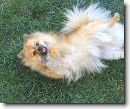 Deutscher spitz - Kleinspitz, German Spitz � Miniature Spitz