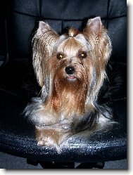 Jork��rsk� terier, Yorkshire Terrier,