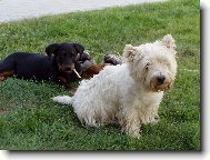 Berger de Beauce, Bauce Shepherd