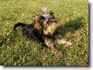 Jork��rsk� terier, Yorkshire Terrier,