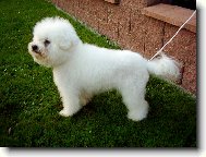 Bichon � poil fris�, Bichon Frise