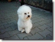 Bichon � poil fris�, Bichon Frise