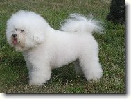 Bichon � poil fris�, Bichon Frise