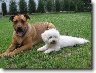 Bichon � poil fris�, Bichon Frise