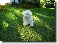 Bichon � poil fris�, Bichon Frise