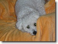 Bichon � poil fris�, Bichon Frise