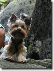 Jork��rsk� terier, Yorkshire Terrier,