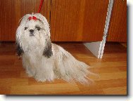 �icu, Shih-Tzu