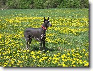 Perro Sin Pelo del Per�