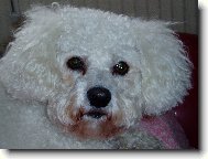 Bichon � poil fris�, Bichon Frise
