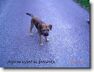 Border Terrier