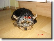 Jork��rsk� terier, Yorkshire Terrier,