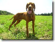 R�vidsz�r� Magyar Vizsla, Hungarian Short-haired Pointing Dog