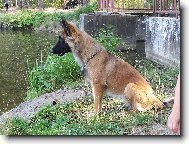 Belgian shepherd dog \(Dog standard\)