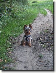 Jork��rsk� terier, Yorkshire Terrier,